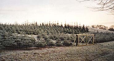 Mark med juletræer